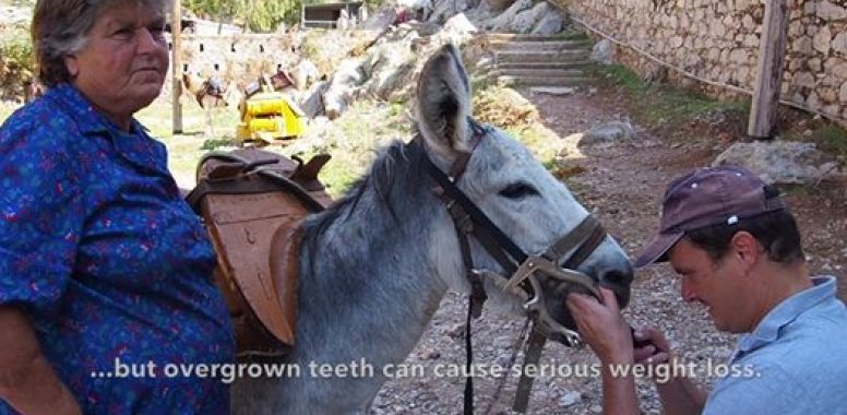 The Equine Programme Team on outreach in Hydra 2018