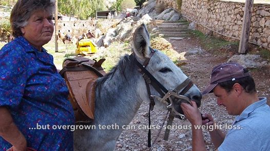 The Equine Programme Team on outreach in Hydra 2018