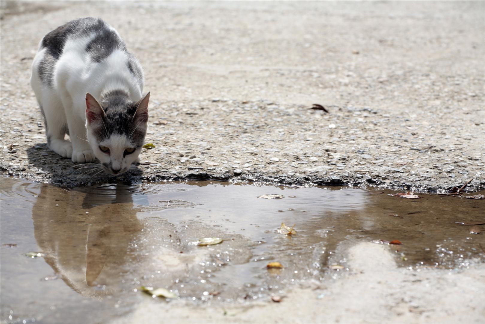 Local Animal Welfare Organisations - Animal Action Greece Local Animal Welfare Organisations - Animal Action Greece