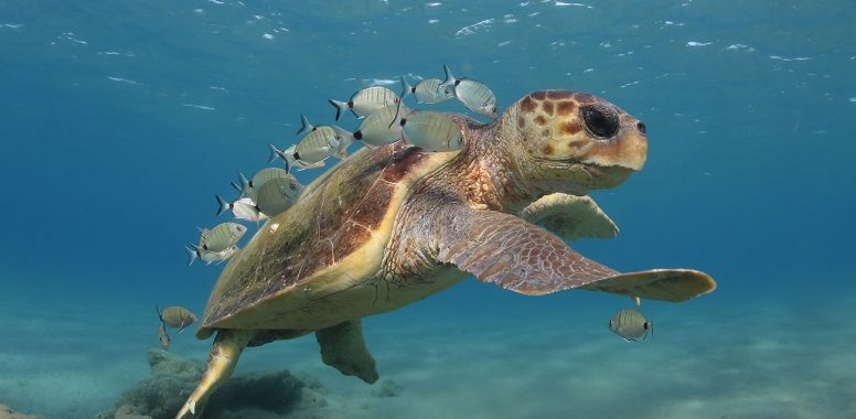 ADVOCATING FOR SEA TURTLES IN TROUBLE - Animal Action Greece
