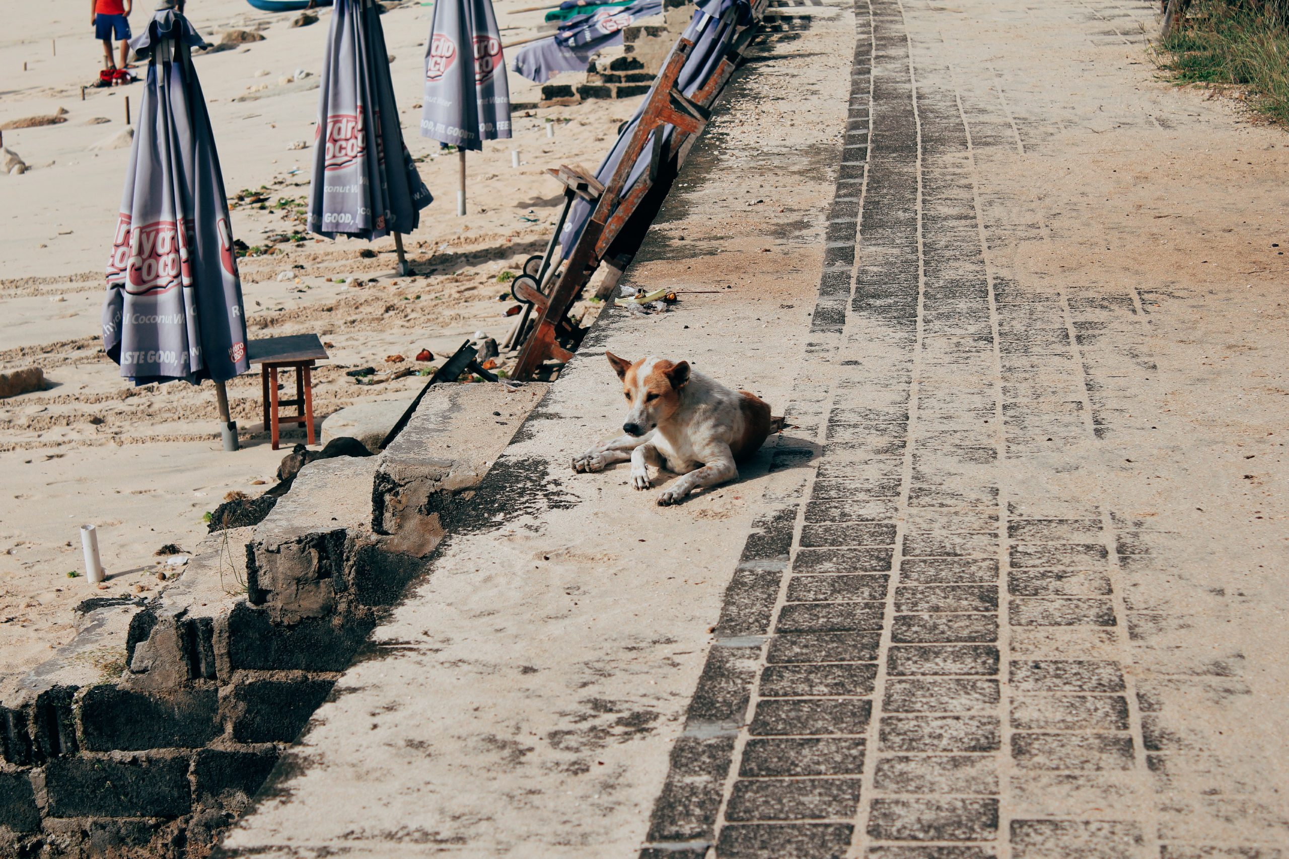 Local Animal Welfare Organisations - Animal Action Greece Local Animal Welfare Organisations - Animal Action Greece