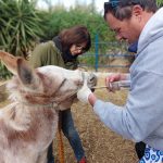 Alkis washing out the incisors after removal of tartar.