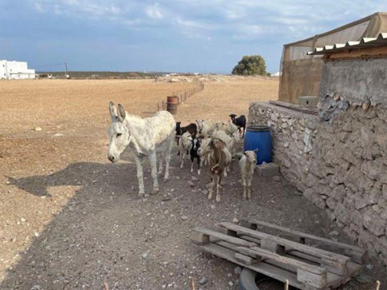 Paros goats